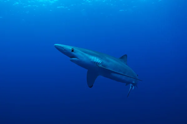 Blue Shark — Stock Photo, Image