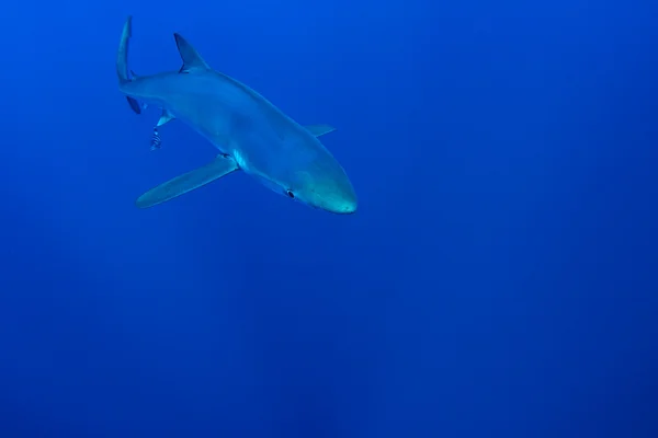 Tubarão azul — Fotografia de Stock