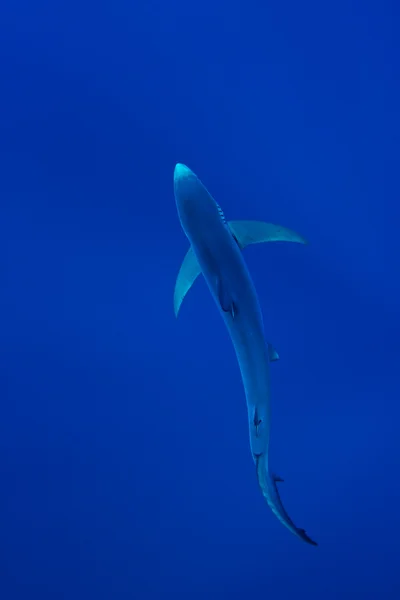 Blue Shark — Stock Photo, Image