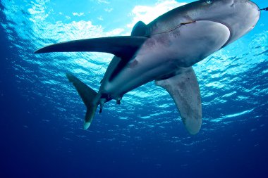 Carcharhinus longimanus of Red Sea... clipart