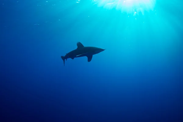 Carcharhinus longimanus do Mar Vermelho ... — Fotografia de Stock