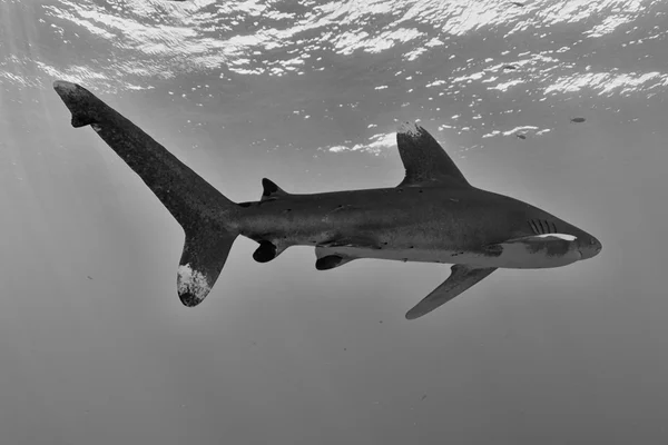 Oceanic Whitetip Shark — Stock Photo, Image