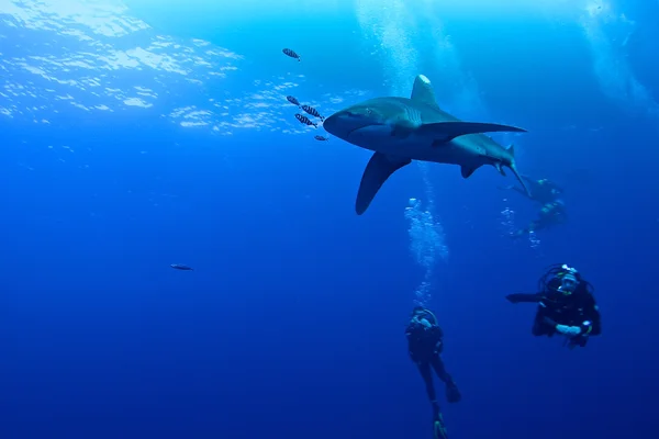 Tiburón oceánico de punta blanca — Foto de Stock