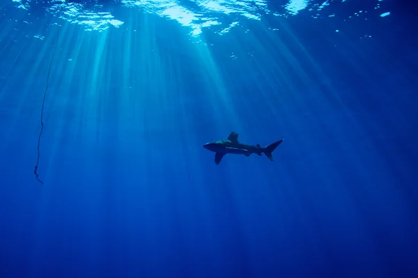 Tiburón oceánico de punta blanca — Foto de Stock