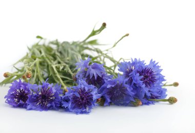 Beyaz arka plan üzerinde izole mavi Peygamber Çiçeği bitki veya lisans düğmesini çiçek buketi