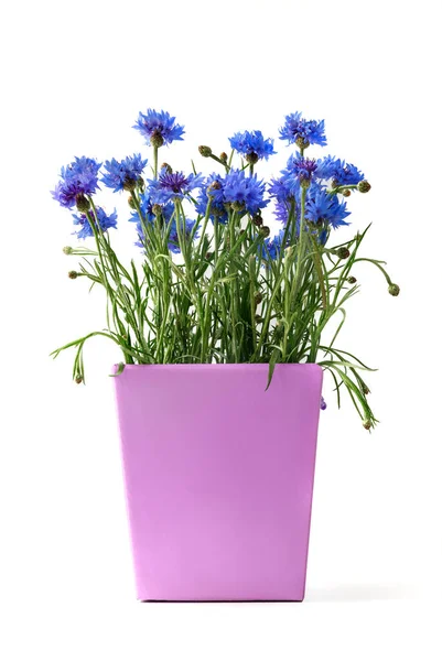 Blue Bouquet Cornflowers Lilac Flowerpot Isolate White Background — Fotografia de Stock