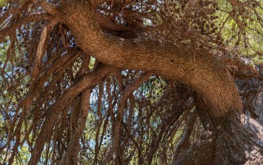 Large pine branches with cones on the background of the blue sea on a summer day. Close up
