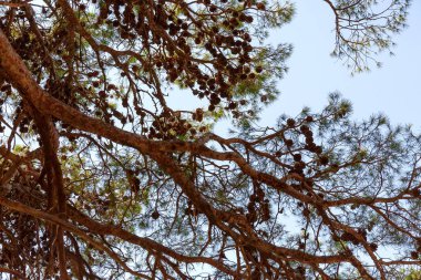 Large pine branches with cones on the background of the blue sea on a sunny summer day. Close up