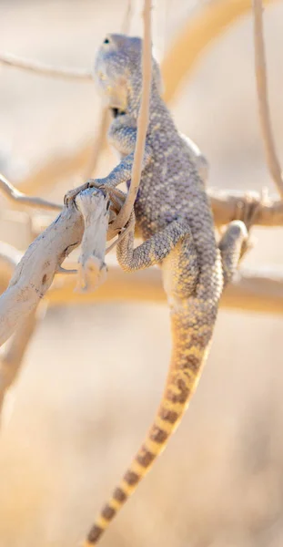 Agama Savigny se sienta en una rama marchita en la naturaleza — Foto de Stock