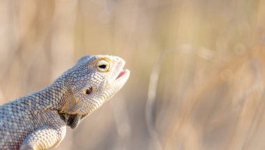 Agama Savigny vahşi doğada kurumuş bir dalda oturuyor.