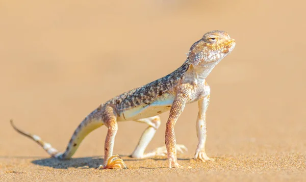 Çöl Agama bir kum tepesinde oturur.