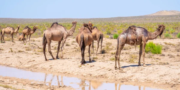 Стадо диких верблюдов у колодца в пустыне — стоковое фото