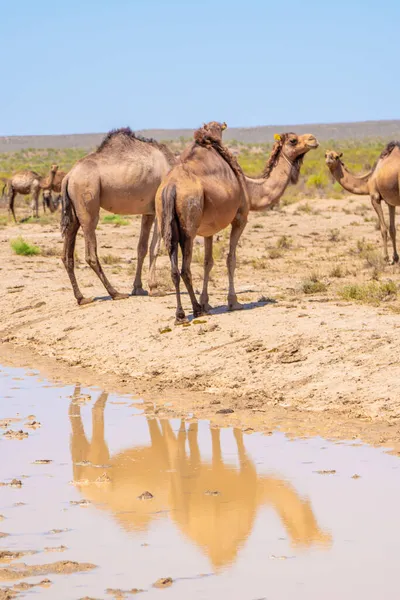 Дикие верблюды отражаются в воде — стоковое фото