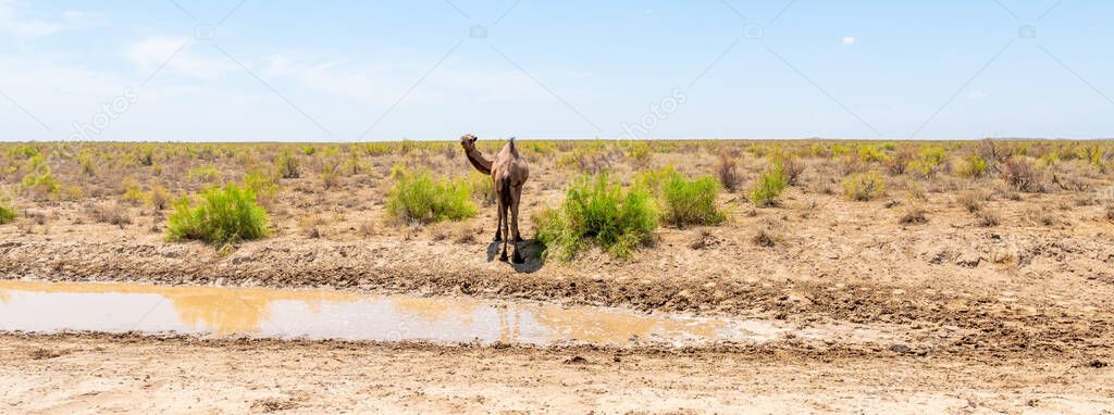 A camel stands alone by a mud puddle in the desert