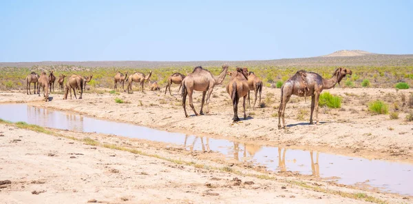 Стадо диких верблюдов у колодца в пустыне — стоковое фото