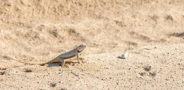 Desert Agama senta-se em uma duna de areia — Fotografia de Stock