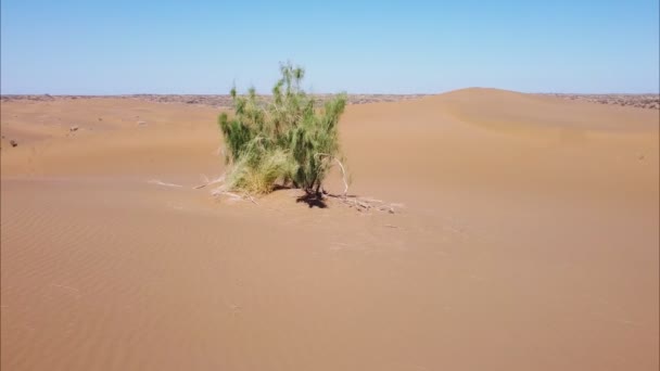 Одинокое зеленое дерево растет среди дюн в пустыне — стоковое видео