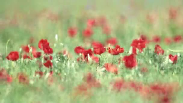 Blommande vallmo fält efter regnet — Stockvideo