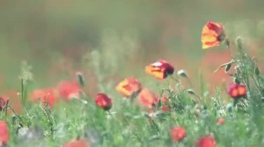 Yağmurdan sonra çiçek açan haşhaş tarlası