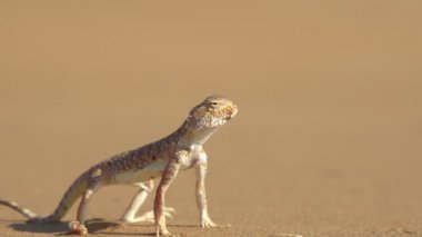 Kulak benekli kurbağa kafalı Agama