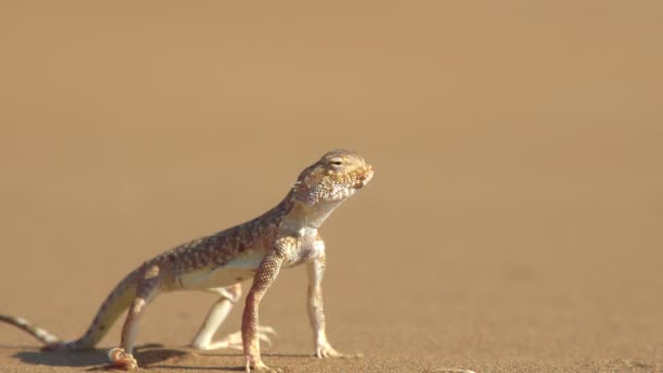 Eared spotted toad-headed Agama — Wideo stockowe