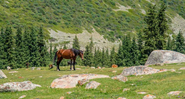 Влітку Коник Вільно Ходить Лісах Гір Киргизстану Коричневий Кінь Вільно — стокове фото