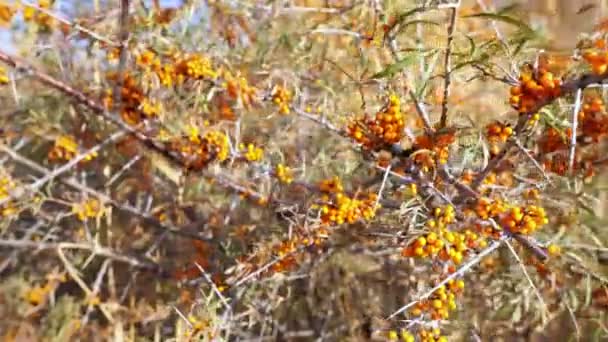 晴れた日にとげのある枝に海のクロウメモドキの果実を熟す 低木に葉を持つオレンジの果実の多く — ストック動画