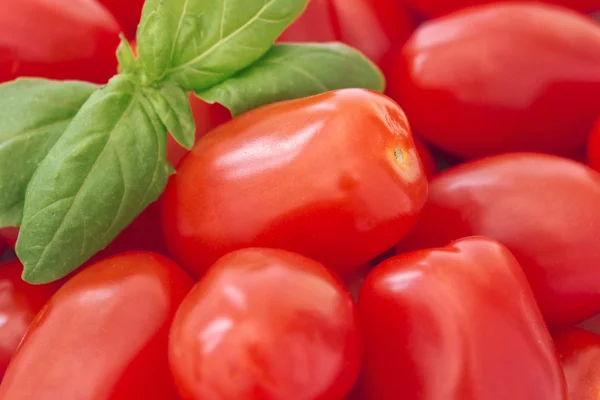 Close up of whole baby plum tomatoes and a sprig of basil — Stock Photo, Image