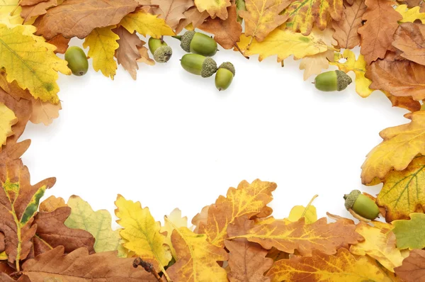 Осенние дубовые листья и желуди Стоковая Картинка
