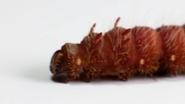 chenille