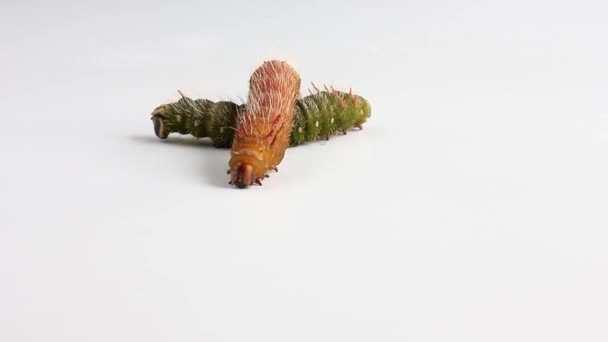 Caterpillar — Stock Video