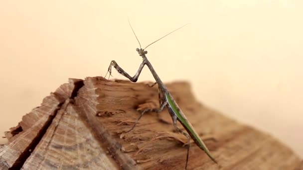 Praying Mantis — Stock Video