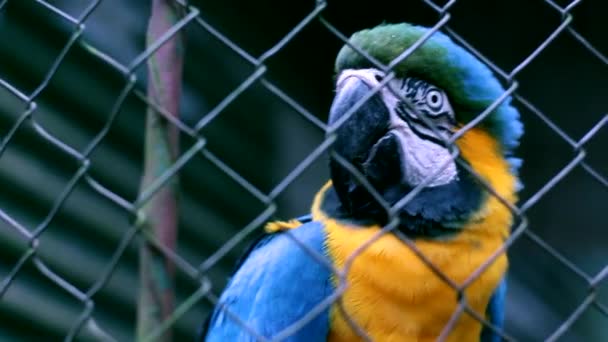 Синій ара — стокове відео