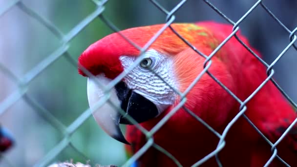 Guacamayo rojo — Vídeo de stock