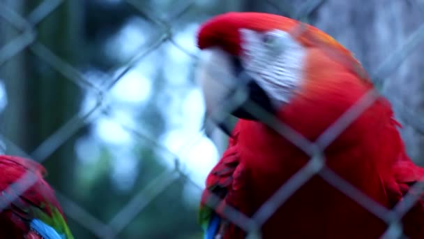 Красный ара — стоковое видео