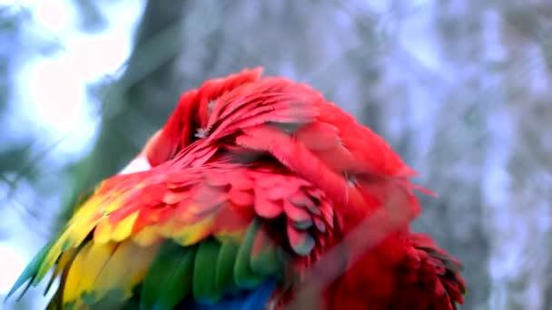 Guacamayo rojo — Vídeos de Stock