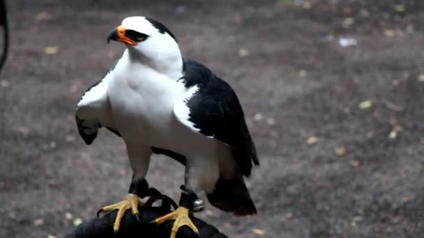 Viuda águila — Vídeo de stock