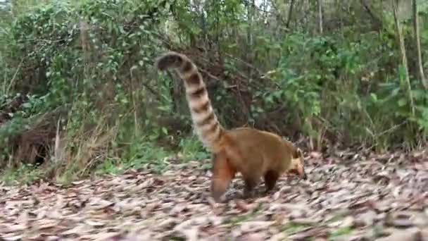 Coati. — Vídeos de Stock