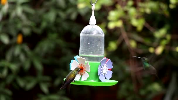 Garganta Verde Hummingbird — Vídeo de Stock