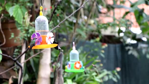 Svart jakobinska hummingbird och andra黒のジャコバン ハチドリと他 — ストック動画