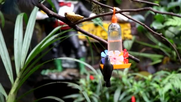 Bird feeder — Stock Video