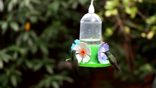 Zöld torok kolibri — Stock videók