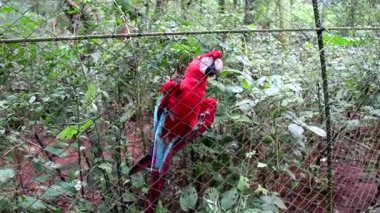 Kırmızı Amerika papağanı