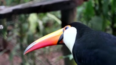 büyük toucan