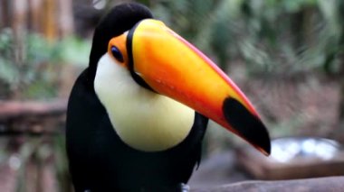 büyük toucan