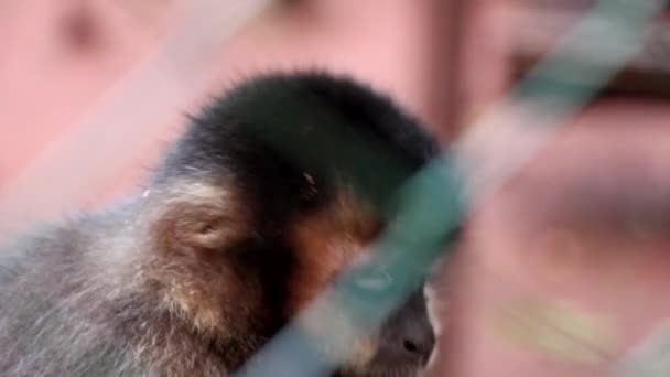 Capuchin maymun — Stok video