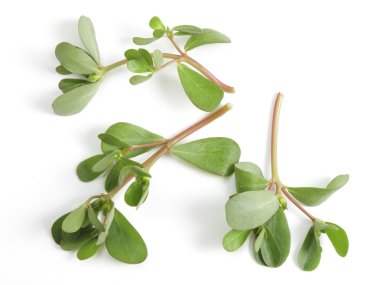 Purslane clipart