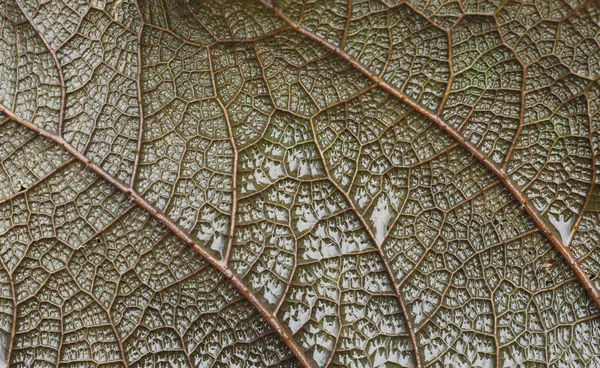 Leaf vein macro — Stock Photo, Image