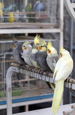 doha pet souq da cockatiels