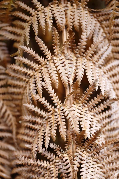 Dying fern background — Stock Photo, Image